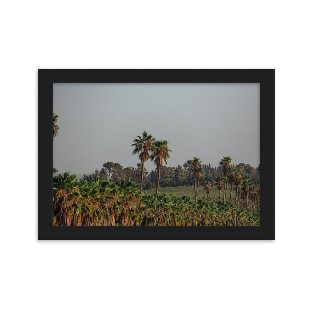 Israel Nature Palms trees at Ein Gedi Framed matte paper poster