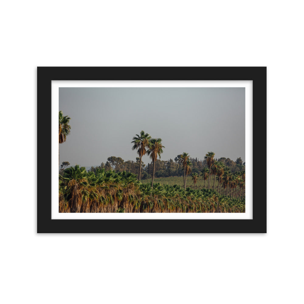 Enchanted Israel Palms Trees Framed matte paper poster