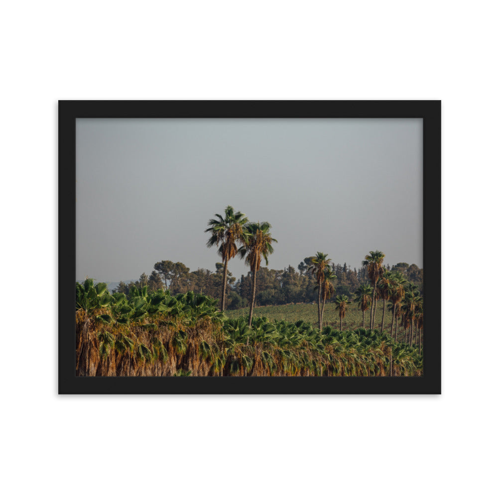 Israel Nature Palms trees at Ein Gedi Framed matte paper poster