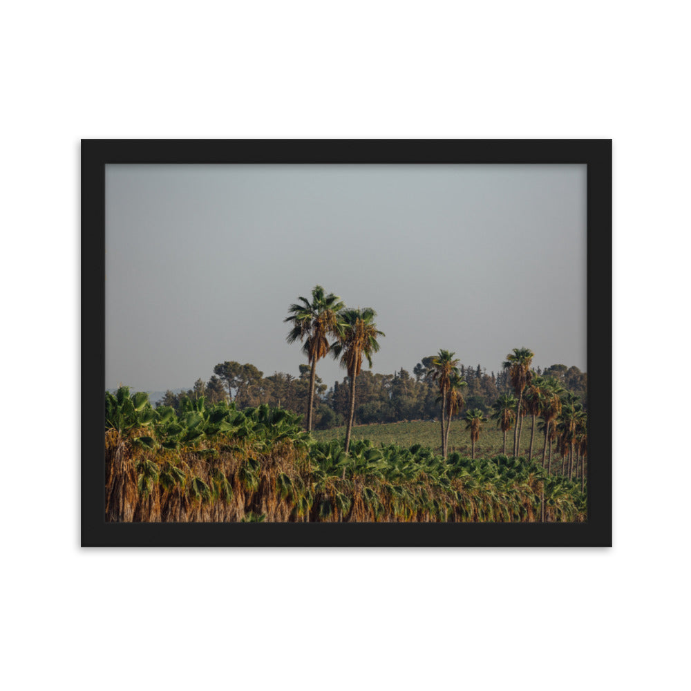 Israel Nature Palm Trees Framed matte paper poster