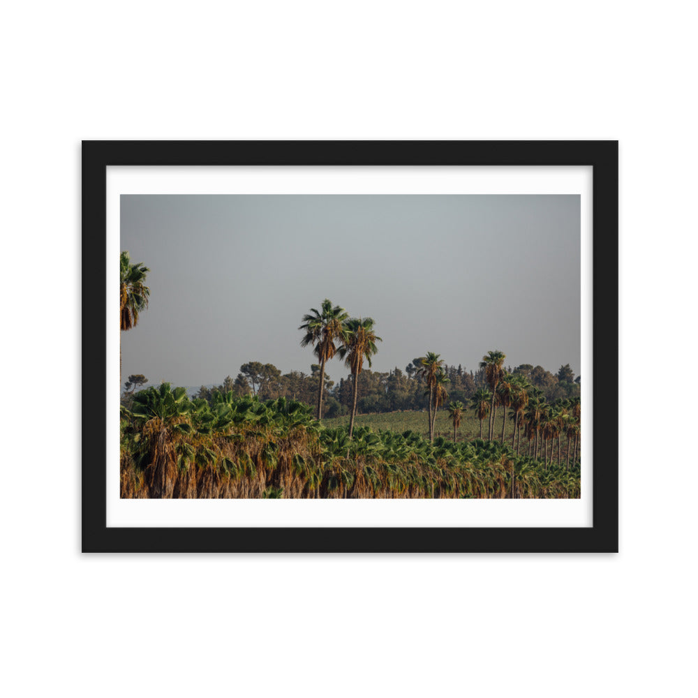 Enchanted Israel Palms Trees Framed matte paper poster