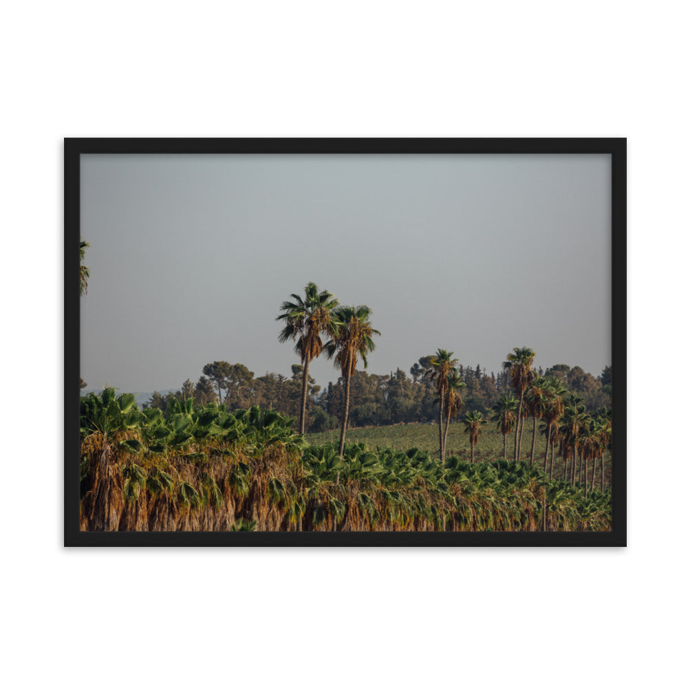 Israel Nature Palms trees at Ein Gedi Framed matte paper poster