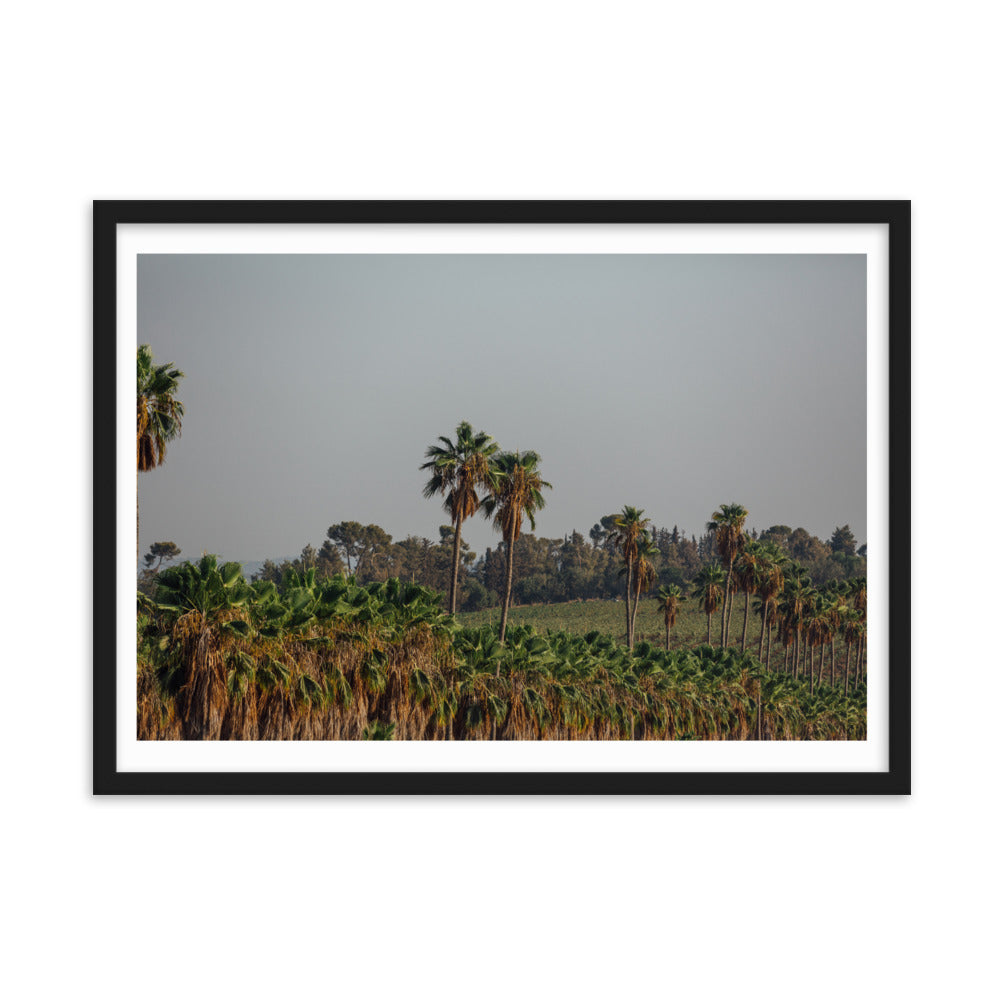 Enchanted Israel Palms Trees Framed matte paper poster