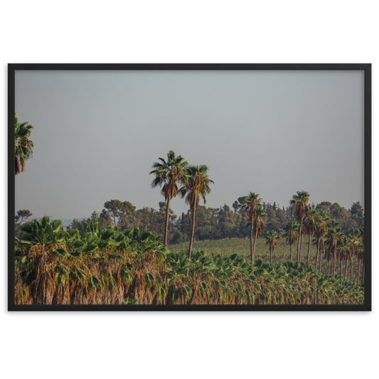 Israel Nature Palms trees at Ein Gedi Framed matte paper poster