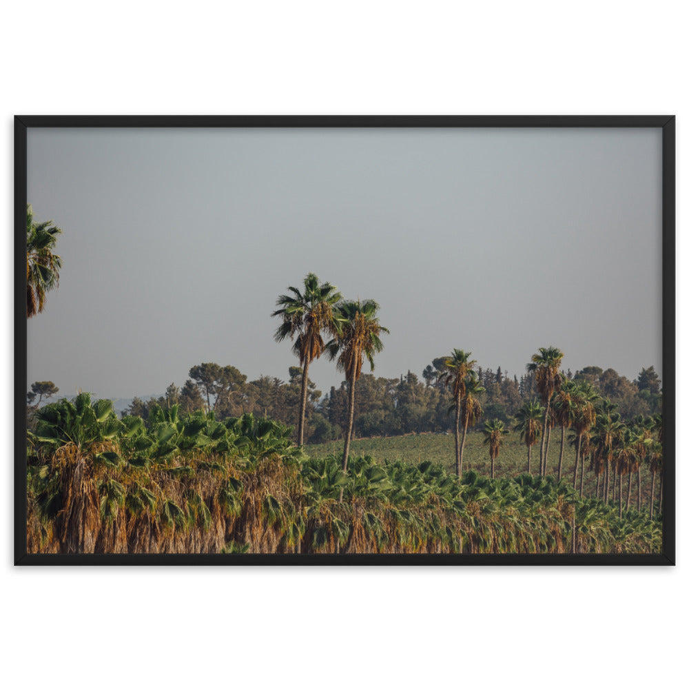 Israel Nature Palm Trees Framed matte paper poster