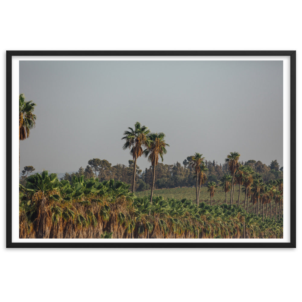 Enchanted Israel Palms Trees Framed matte paper poster