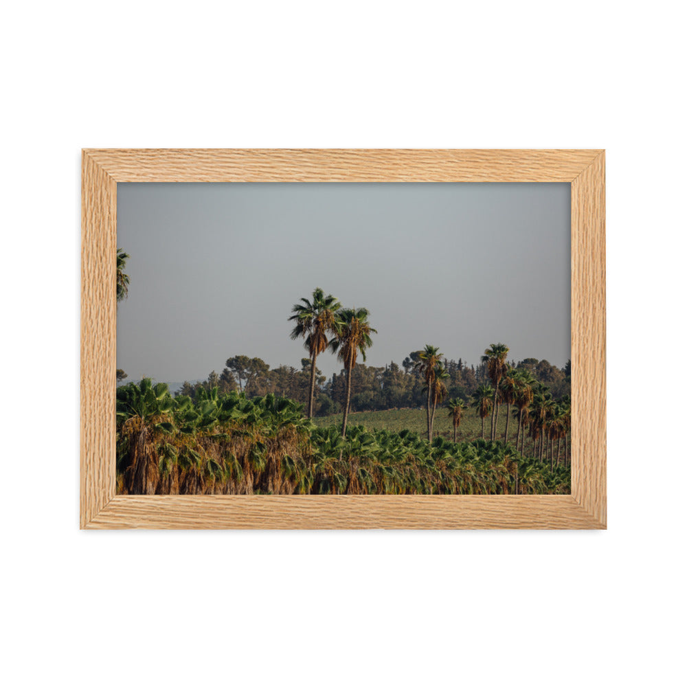 Israel Nature Palms trees at Ein Gedi Framed matte paper poster