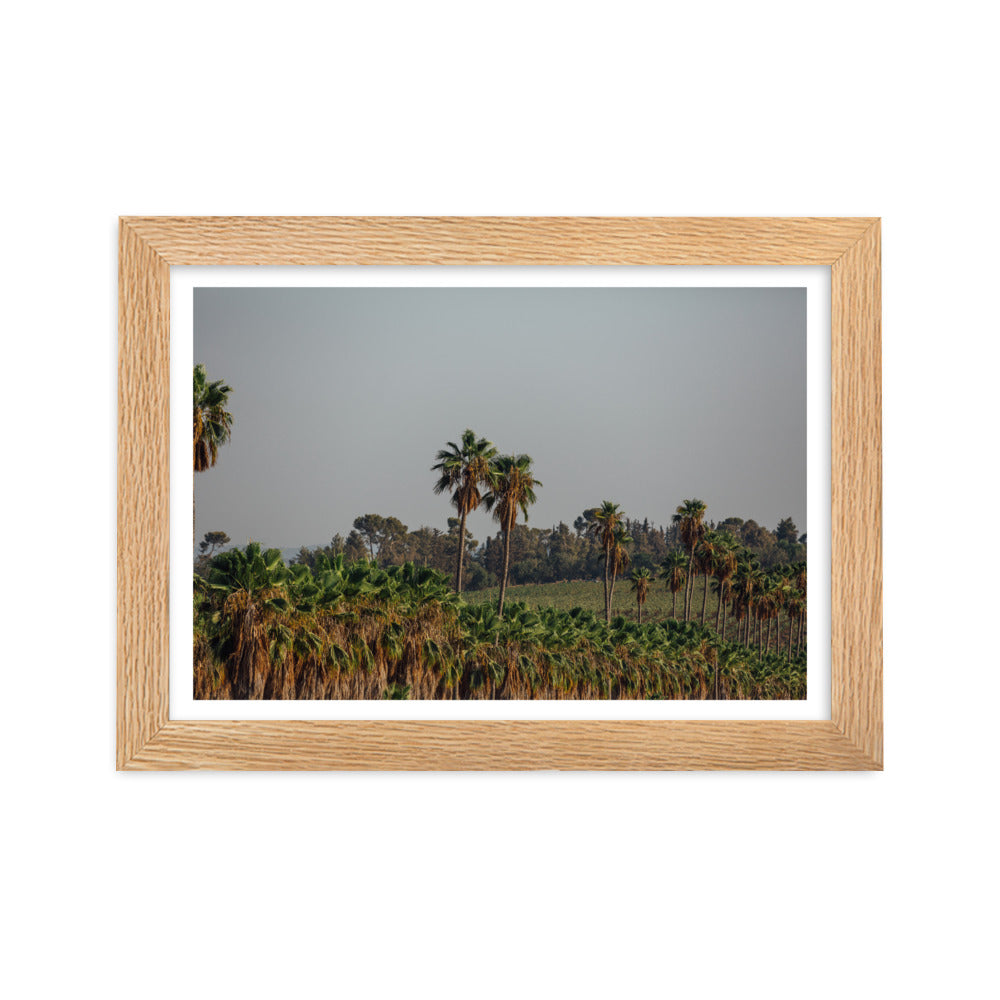 Enchanted Israel Palms Trees Framed matte paper poster