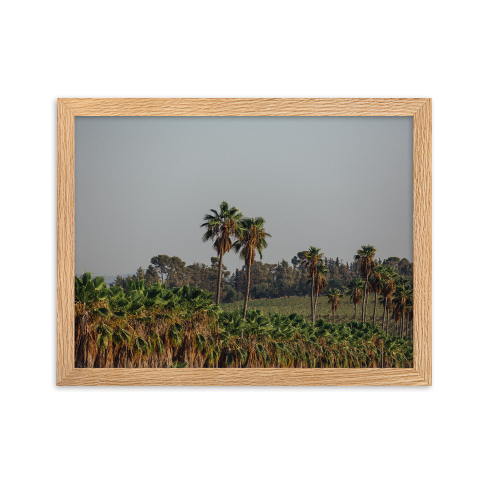 Israel Nature Palms trees at Ein Gedi Framed matte paper poster