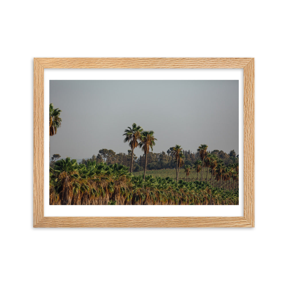 Enchanted Israel Palms Trees Framed matte paper poster