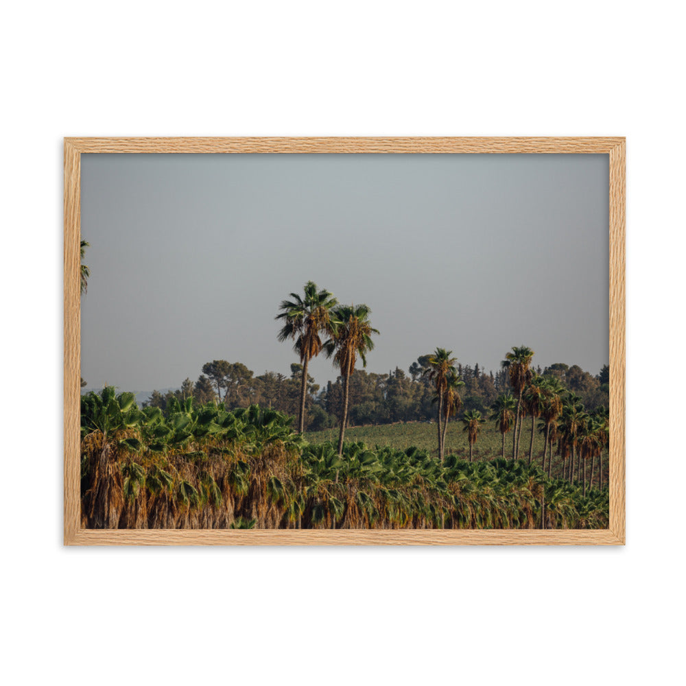 Israel Nature Palms trees at Ein Gedi Framed matte paper poster