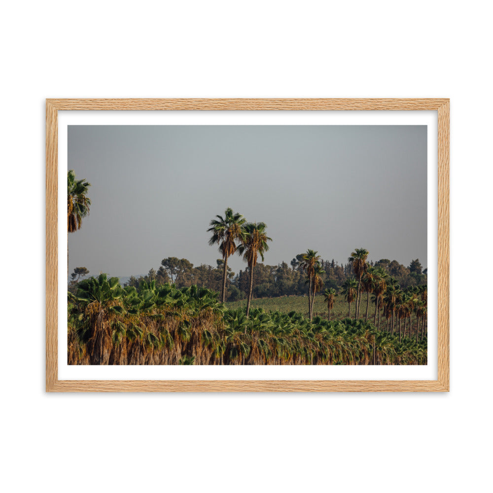 Enchanted Israel Palms Trees Framed matte paper poster