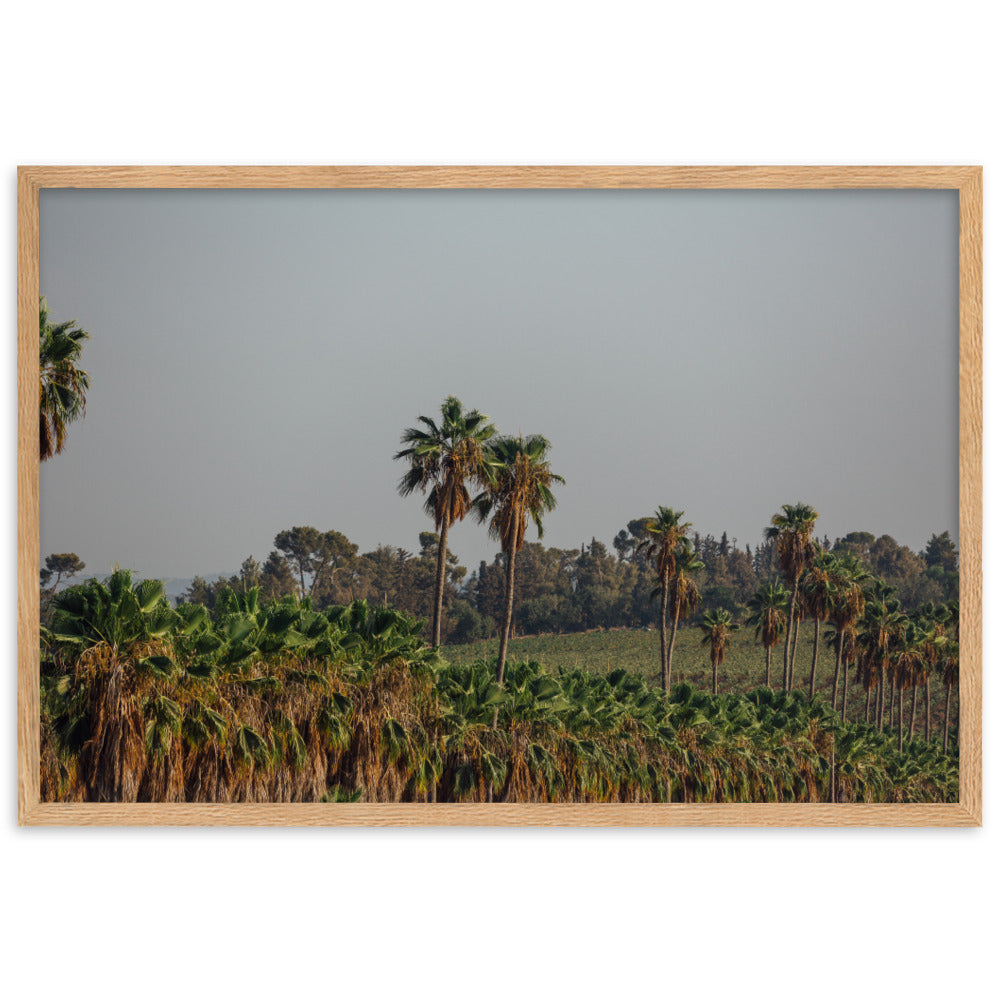 Israel Nature Palms trees at Ein Gedi Framed matte paper poster