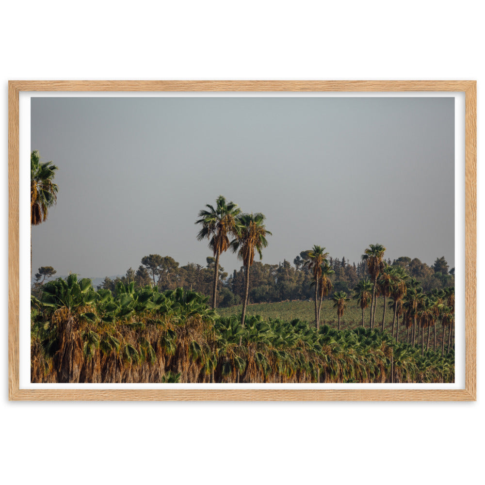 Enchanted Israel Palms Trees Framed matte paper poster