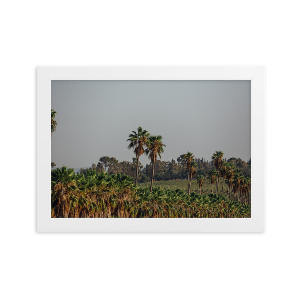 Israel Nature Palms trees at Ein Gedi Framed matte paper poster