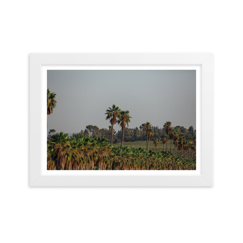 Enchanted Israel Palms Trees Framed matte paper poster