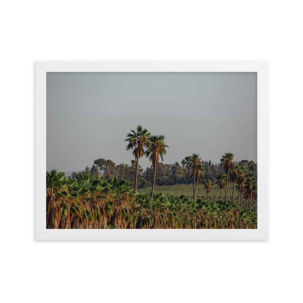 Israel Nature Palms trees at Ein Gedi Framed matte paper poster