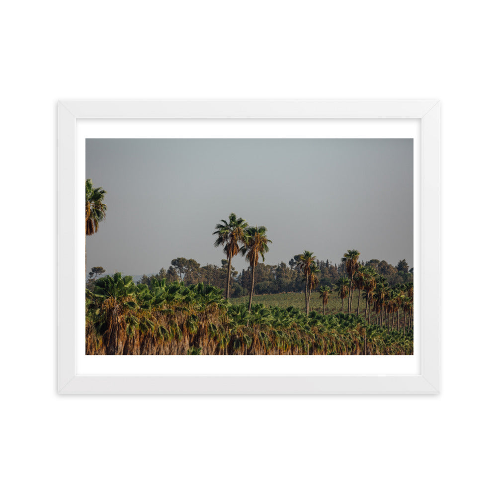 Enchanted Israel Palms Trees Framed matte paper poster