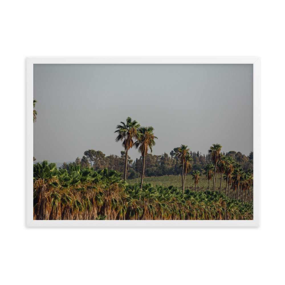 Israel Nature Palms trees at Ein Gedi Framed matte paper poster