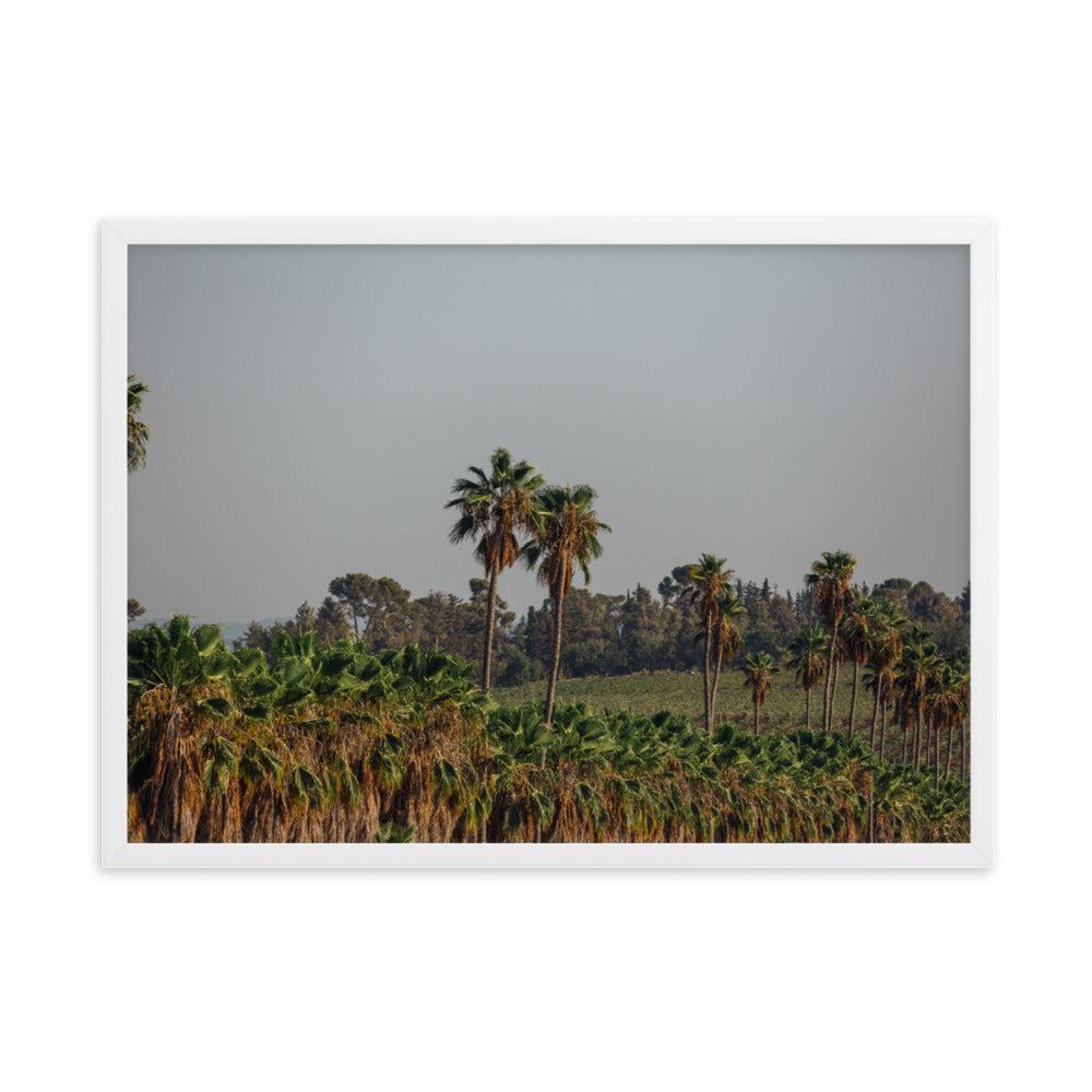 Israel Nature Palm Trees Framed matte paper poster