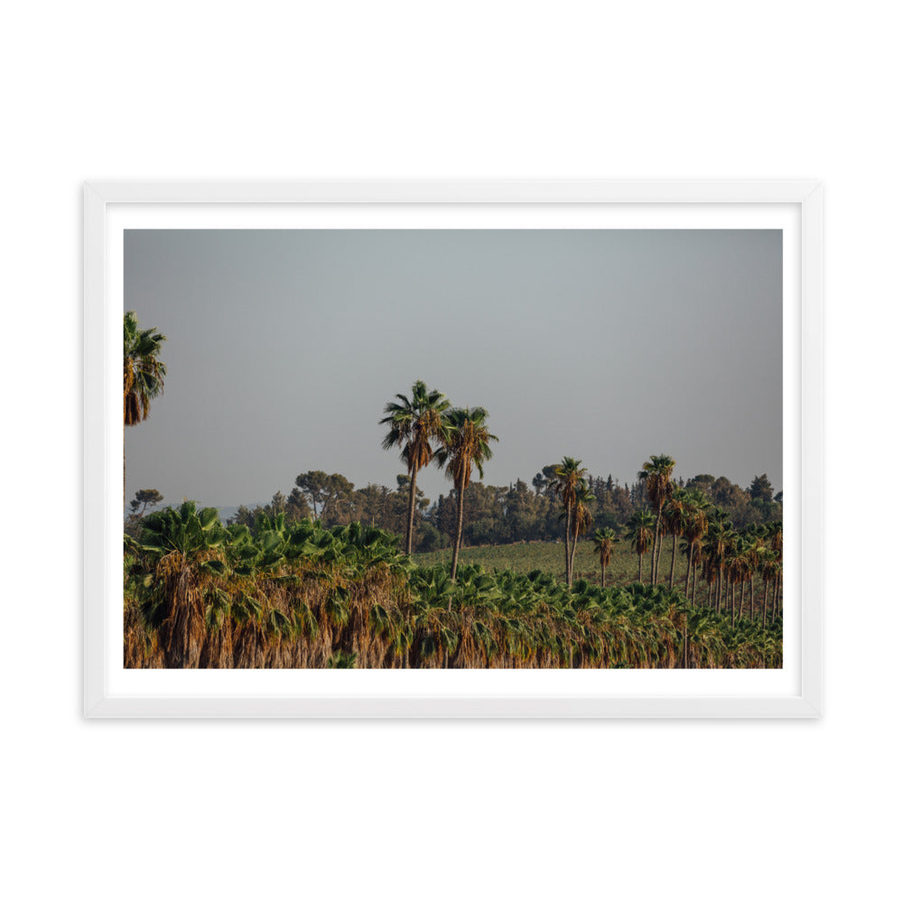 Enchanted Israel Palms Trees Framed matte paper poster