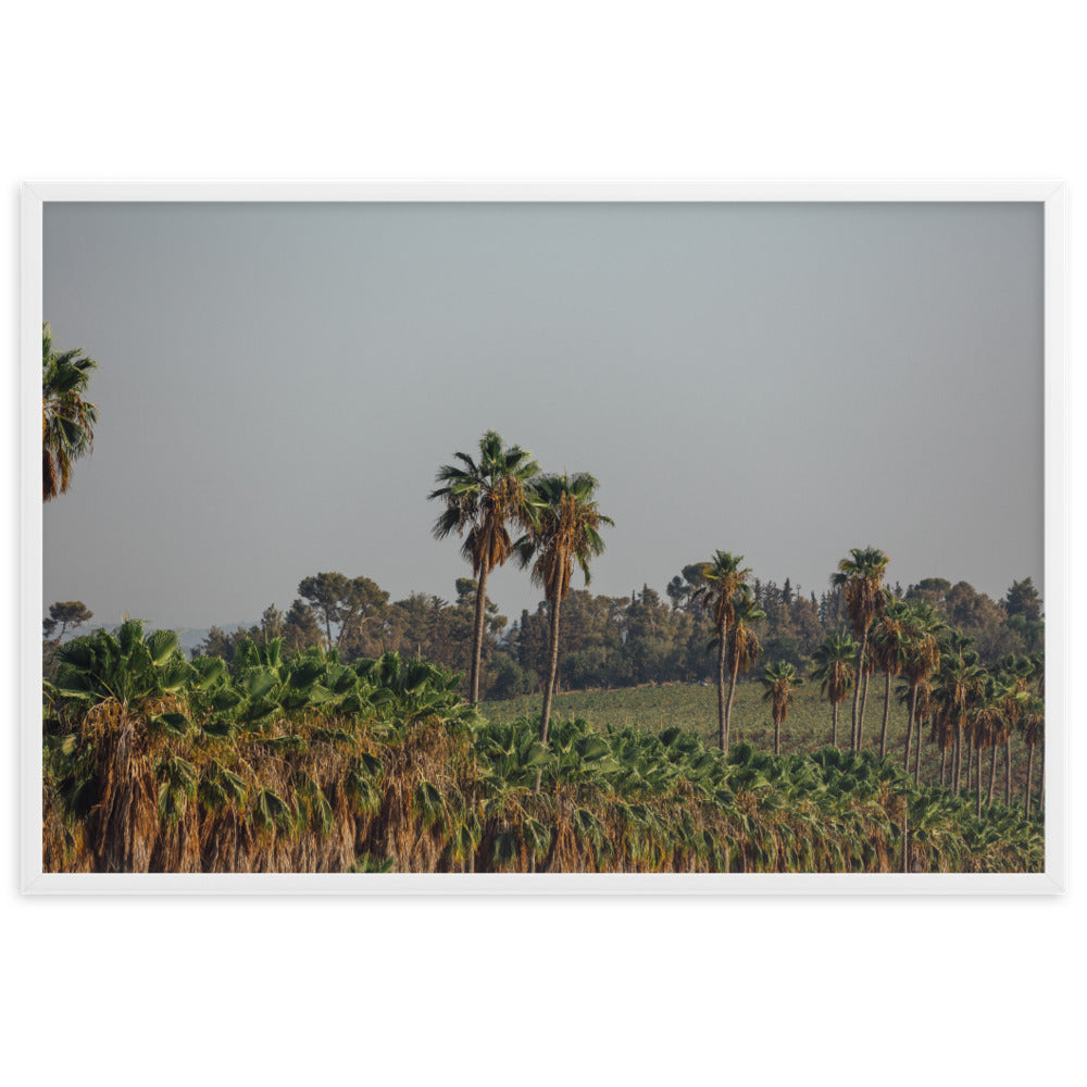 Israel Nature Palms trees at Ein Gedi Framed matte paper poster