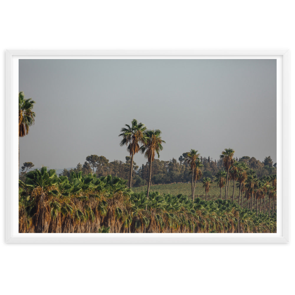 Enchanted Israel Palms Trees Framed matte paper poster